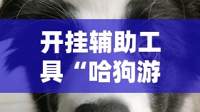 开挂辅助工具“哈狗游戏十三道怎么才能赢”细辅助教程分享